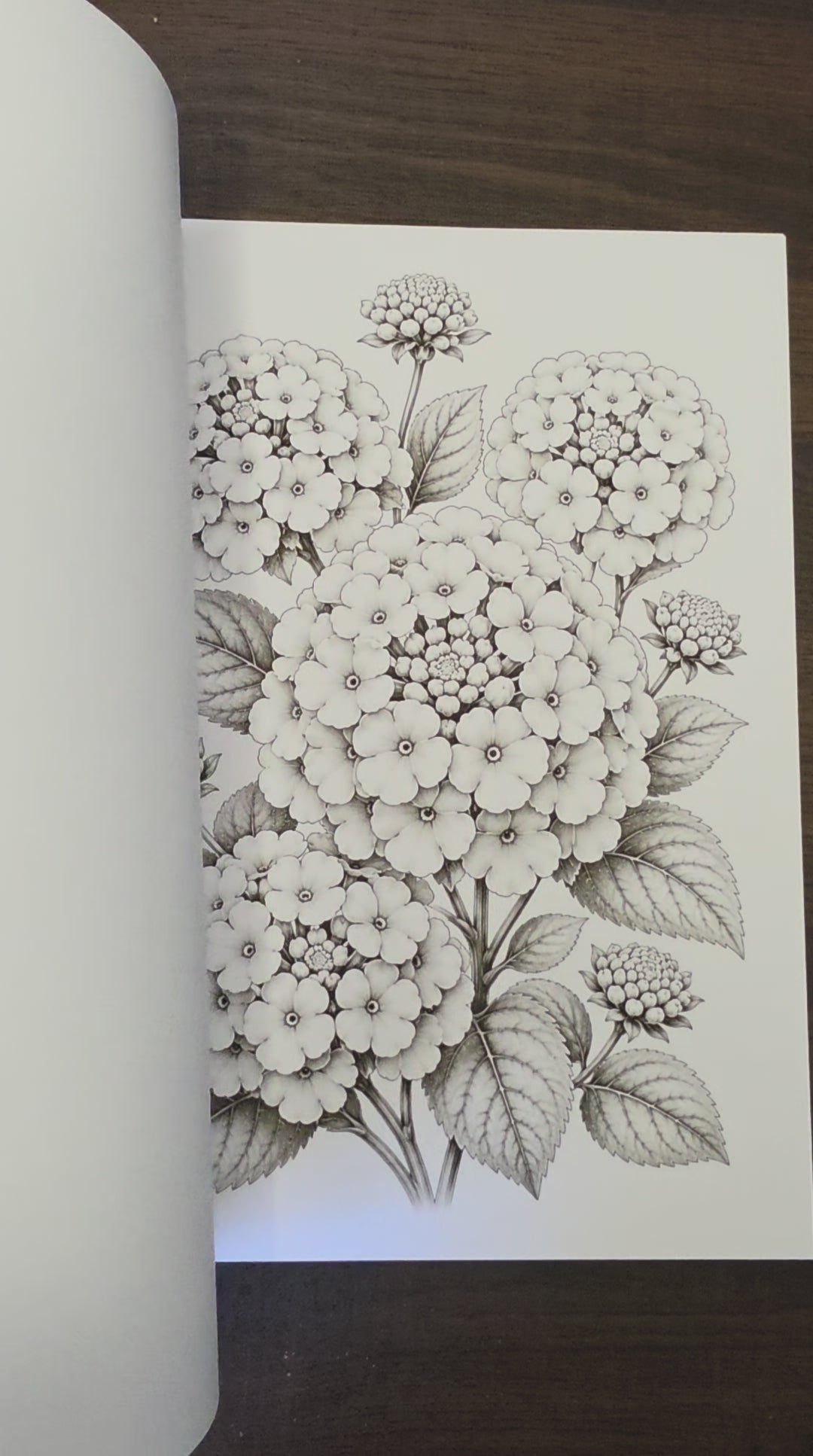 Summer Flowers Coloring Book | Printable PDF